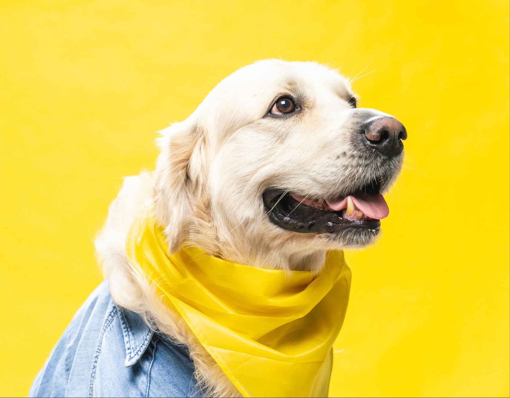 Dog wearing a denim jacket and a yellow scarf on a bright yellow background